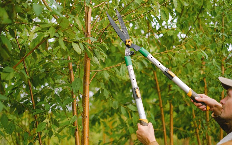 Tree trimming in Midland, IN