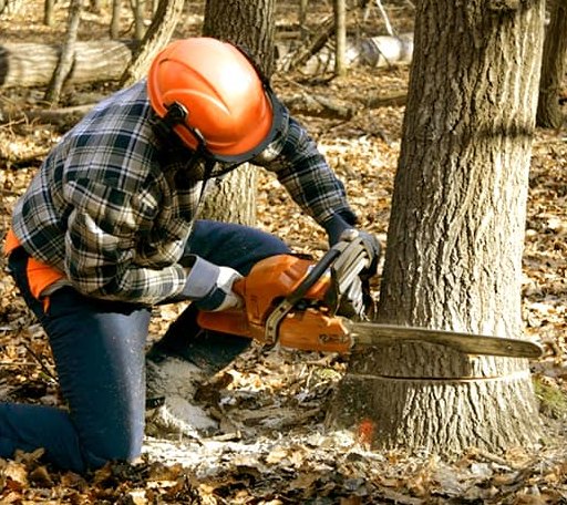 Tree Removal in Midland, IN